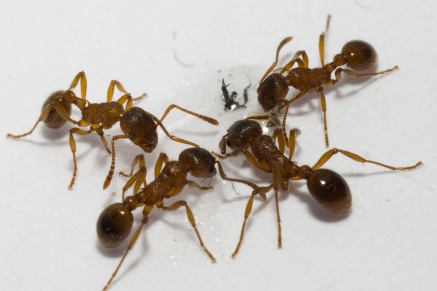 Уничтожение муравьев   в Королёве 