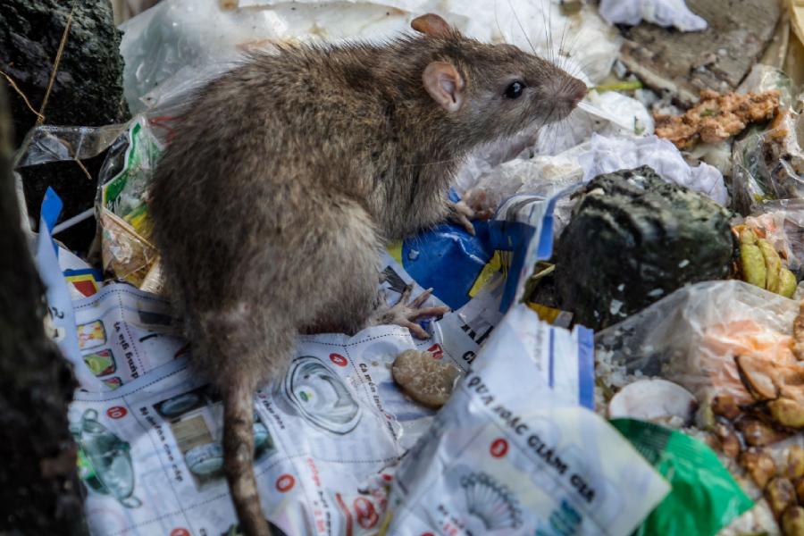 Уничтожение мышей в подвале жилого дома ЖК Победа