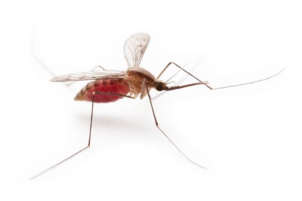 Уничтожение комаров   в Королёве 